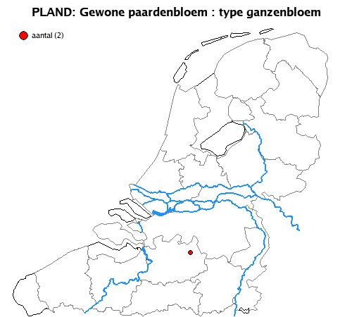 ganzenbloem